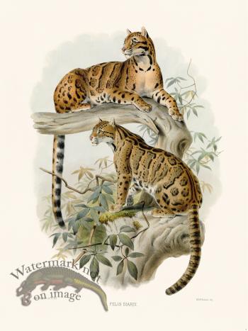 Elliot Cat 08 Clouded Leopard